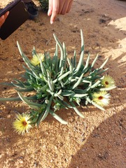 Cephalophyllum pillansii