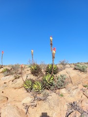 Aloe melanacantha