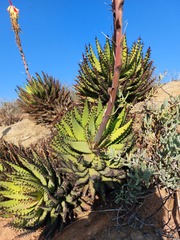 Aloe melanacantha