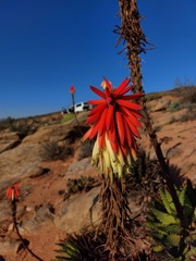 Aloe melanacantha