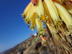 Aloe melanacantha