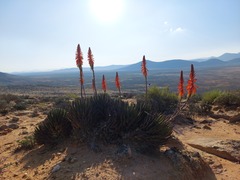 Aloe melanacantha