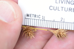 Carex echinodes