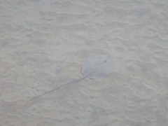 Hemitrygon fluviorum