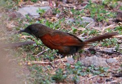 Synallaxis erythrothorax