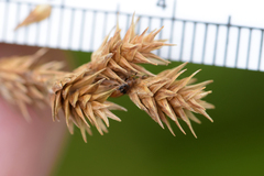 Carex echinodes