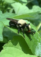 Laphria grossa
