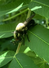 Laphria grossa