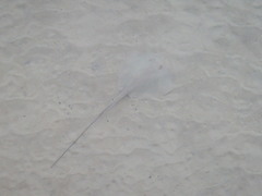 Hemitrygon fluviorum