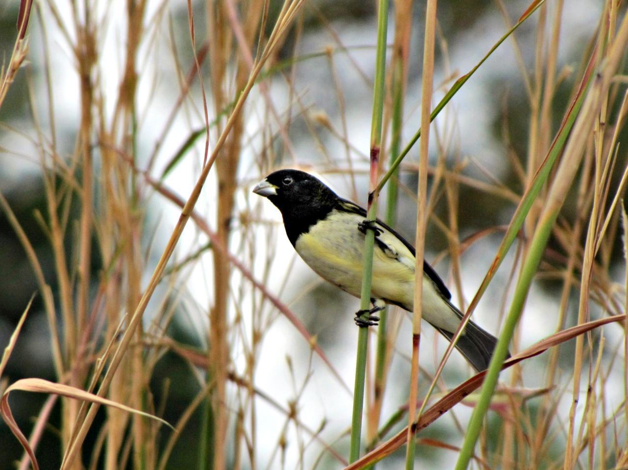 Papa-capim - Yellow-bellied Seedeater, Papa-capim - Yellow-…