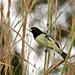 Yellow-bellied Seedeater - Photo (c) Mauricio Mercadante, some rights reserved (CC BY-NC-SA)