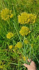 Allium obliquum