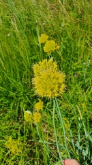 Allium obliquum
