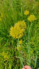 Allium obliquum