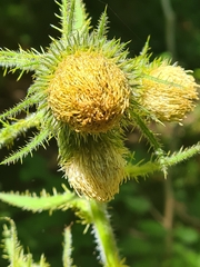 Cirsium carniolicum