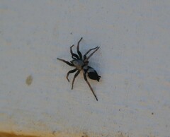 Poecilochroa