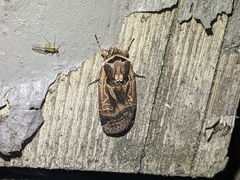 Parabagrotis