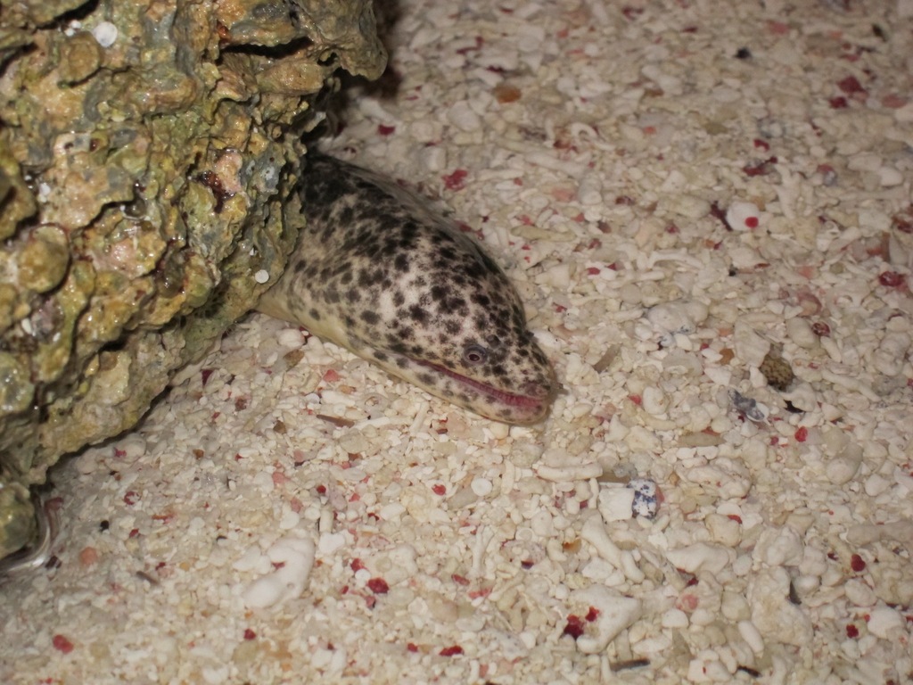 Marbled Moray