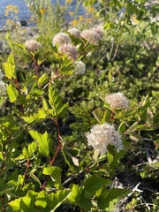 Physocarpus intermedius