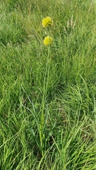 Allium obliquum