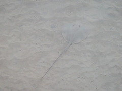 Hemitrygon fluviorum