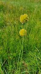 Allium obliquum