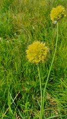 Allium obliquum