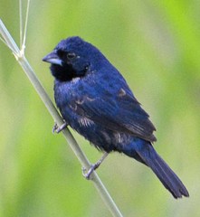 Blue-Black Grassquit photo 6