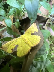 Corymica