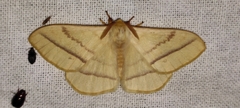 Eupterote hibisci gardneri