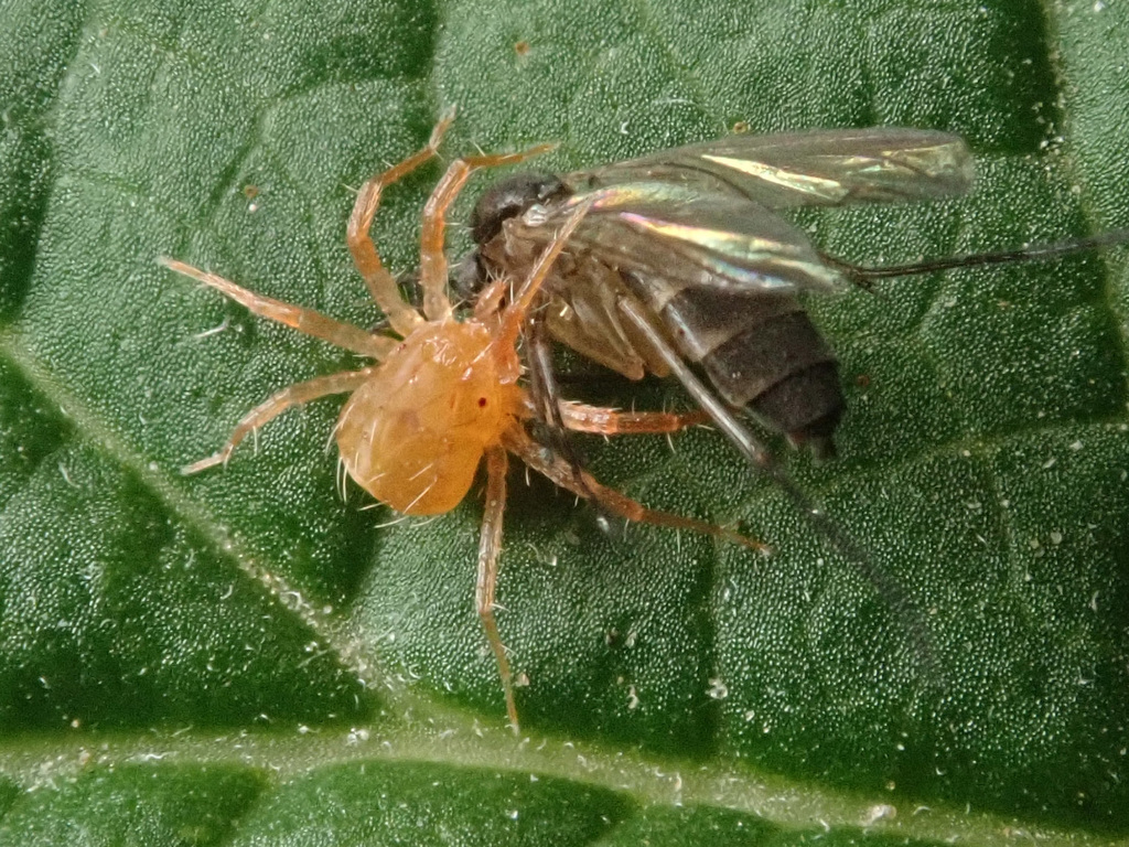 French Anystis Mite