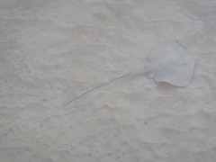 Hemitrygon fluviorum