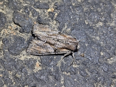 Lacanobia subjuncta