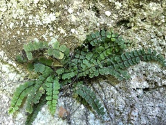 Asplenium trichomanes pachyrachis