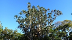 Aloidendron barberae