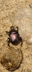 Paragymnopleurus sinuatus