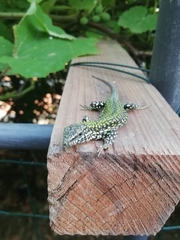 Podarcis muralis