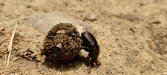 Paragymnopleurus sinuatus
