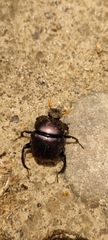 Paragymnopleurus sinuatus