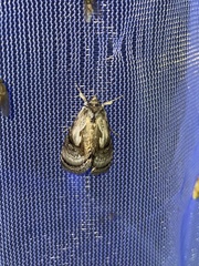 Chrysanympha formosa