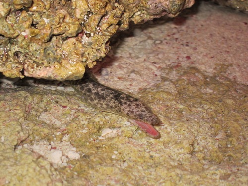 Marbled eel (Uropterygius marmoratus) — Muraenidae — 3