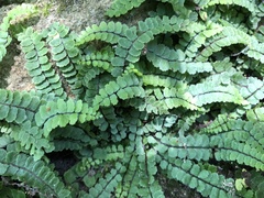 Asplenium trichomanes pachyrachis
