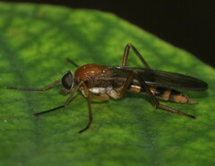 Dialysis fasciventris