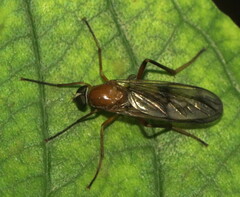 Dialysis fasciventris