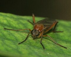 Dialysis fasciventris