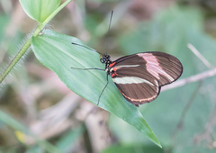 Heliconius besckei