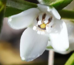 Cyanothamnus subsessilis