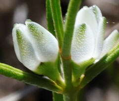 Cyanothamnus subsessilis