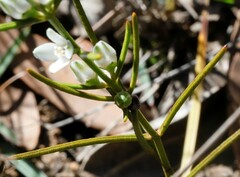 Cyanothamnus subsessilis