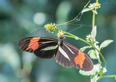 Heliconius besckei